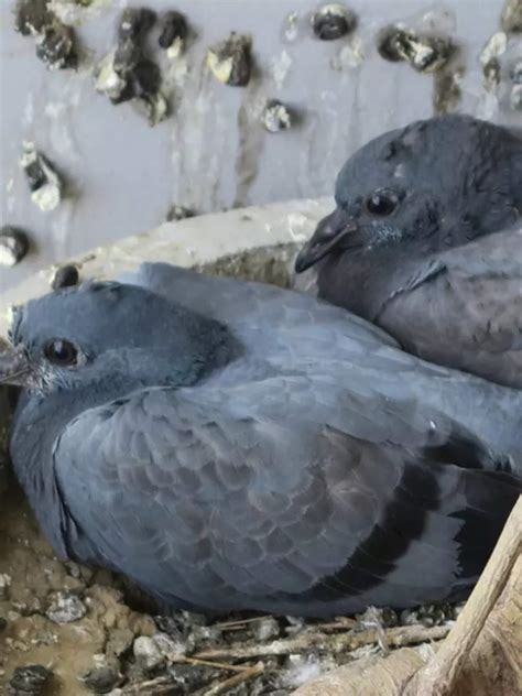 How To Stop Pigeons Pooping In Your Garden Balcony Times Of India