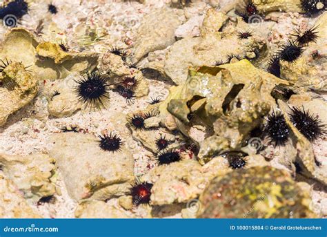 Sea Urchins On The Ocean Floor Close Up Stock Photo Image Of