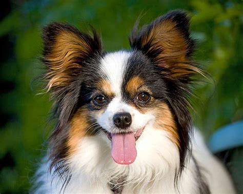 Papillon Dog Breed Information And Characteristics Daily Paws