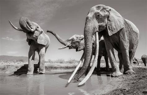 8 Stunning Images Of The Last Of Africas Big Tusker Elephants