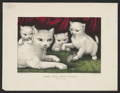 Three Little White Kitties Free Photo Rawpixel