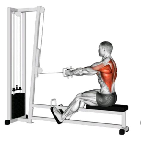 Seated Row Machine Vs Cable Row Grooming Wise