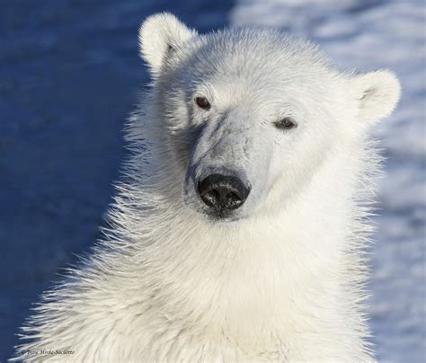 Svalbard Norway Visual Journey