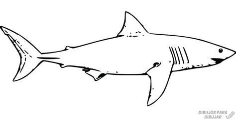 Javier cienfuegos ha conseguido con tan sólo 19 años proclamarse campeón de españa de lanzamiento de martillo. 磊【+2150】Los mejores dibujos de Tiburones sencillos ⚡️