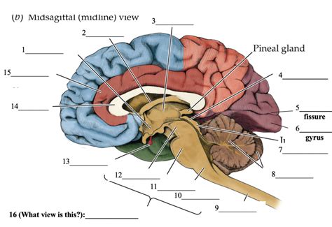 Midsagittal View Of Brain Diagram Quizlet