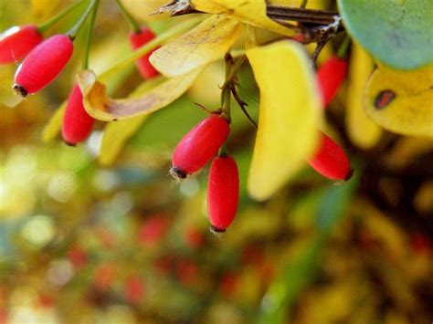 Wilsons Barberry Berberis Wilsoniae Growing Guides