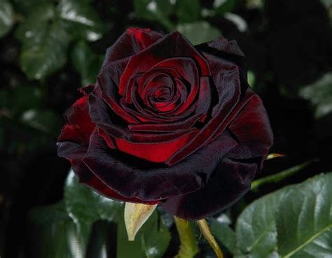 Rosen In Rot Roses In Red Black Baccara Rose Bushes For Sale