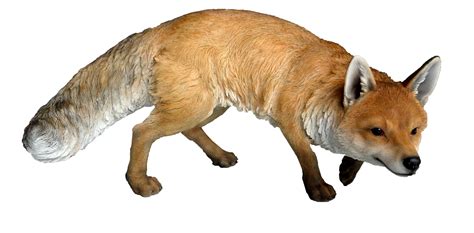 Fox Png Transparent Images Png All