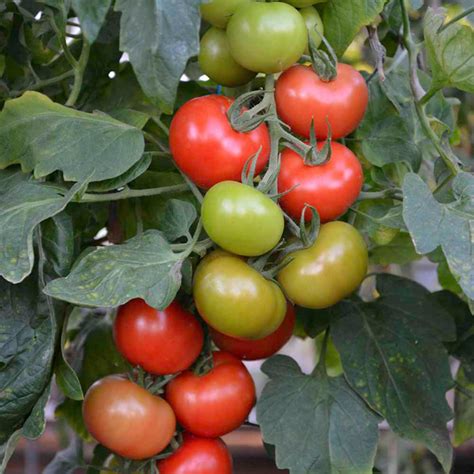 Free Tomato Plants Allotment Garden Diary