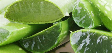 Cura y protege con productos naturales. 7 Great ways aloe vera heals your skin - Aloe Infusion