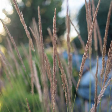 Karl Foerster Feather Reed Grass For Sale Online The Greenhouse