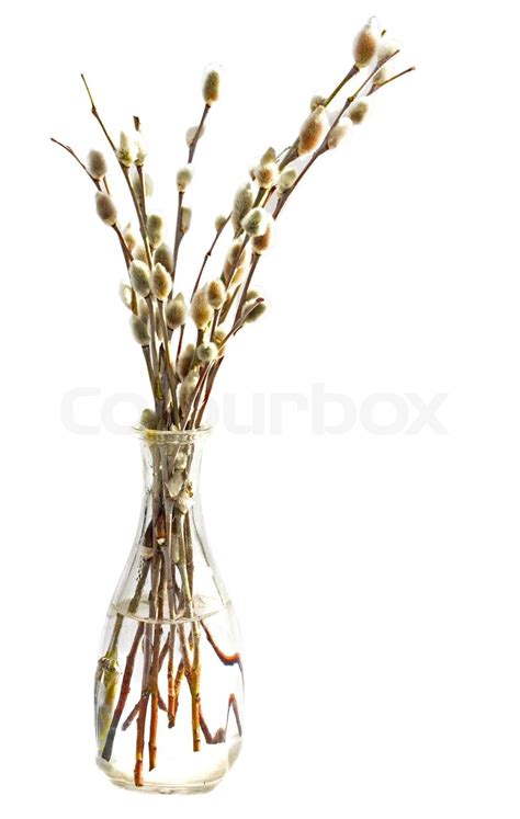 Branches Of The Pussy Willow Stock Image Colourbox
