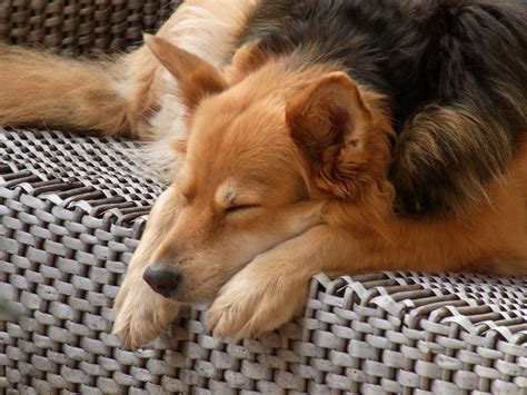 Free Images Puppy Animal Rest Sleep Vertebrate Dog Breed Street