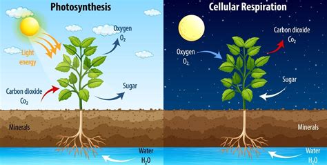 diagram showing process of photosynthesis and cellular respiration 2697902 vector art at vecteezy