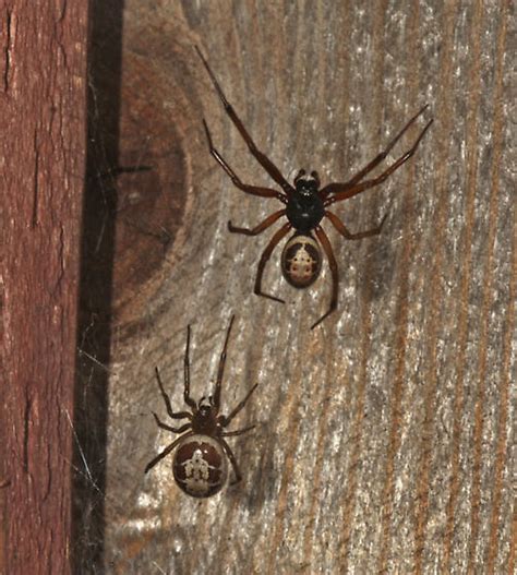 Steatoda Nobilis Bugguidenet