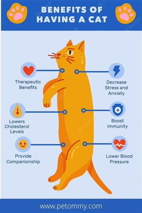 Benefits Of Having A Cat 🐈 Benefits For Cat Owners Cat Infographic