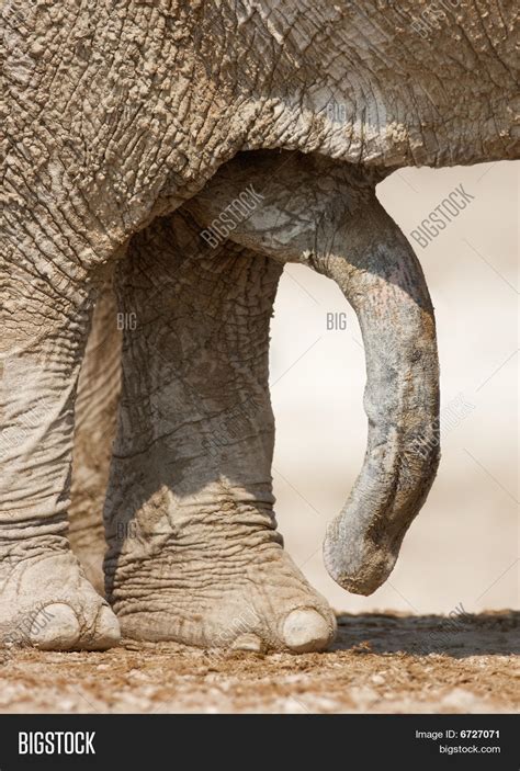 Elephant Penis Image Photo Free Trial Bigstock