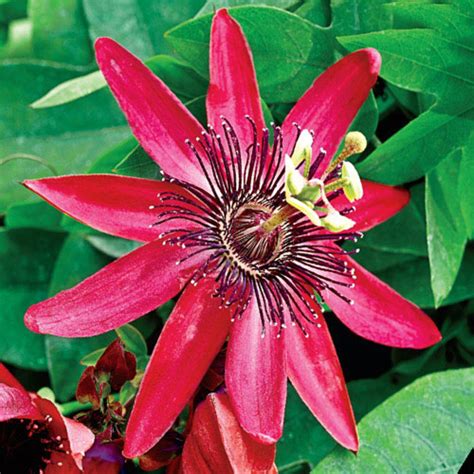 Red Passion Flower Passiflora For Sale Michigan Bulb