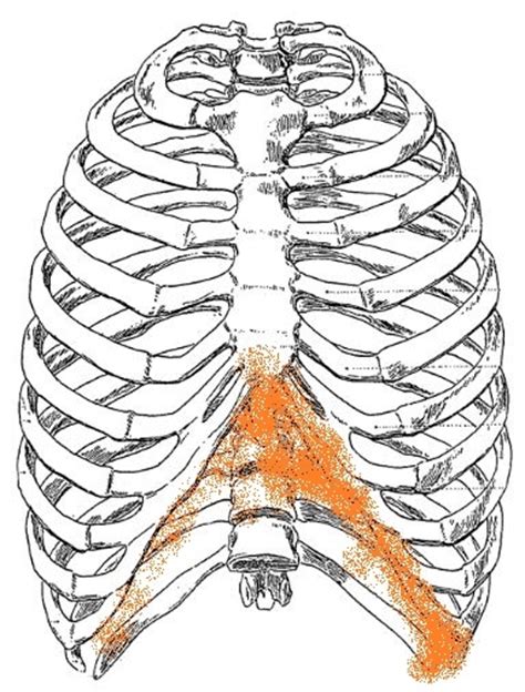 Muscles Over Rib Cage Muscles Of Thoracic Wallmuscles Of The