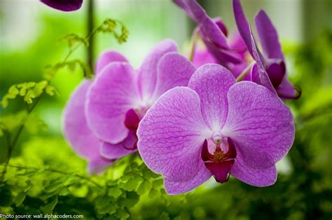 Interesting Facts About Orchids Just Fun Facts