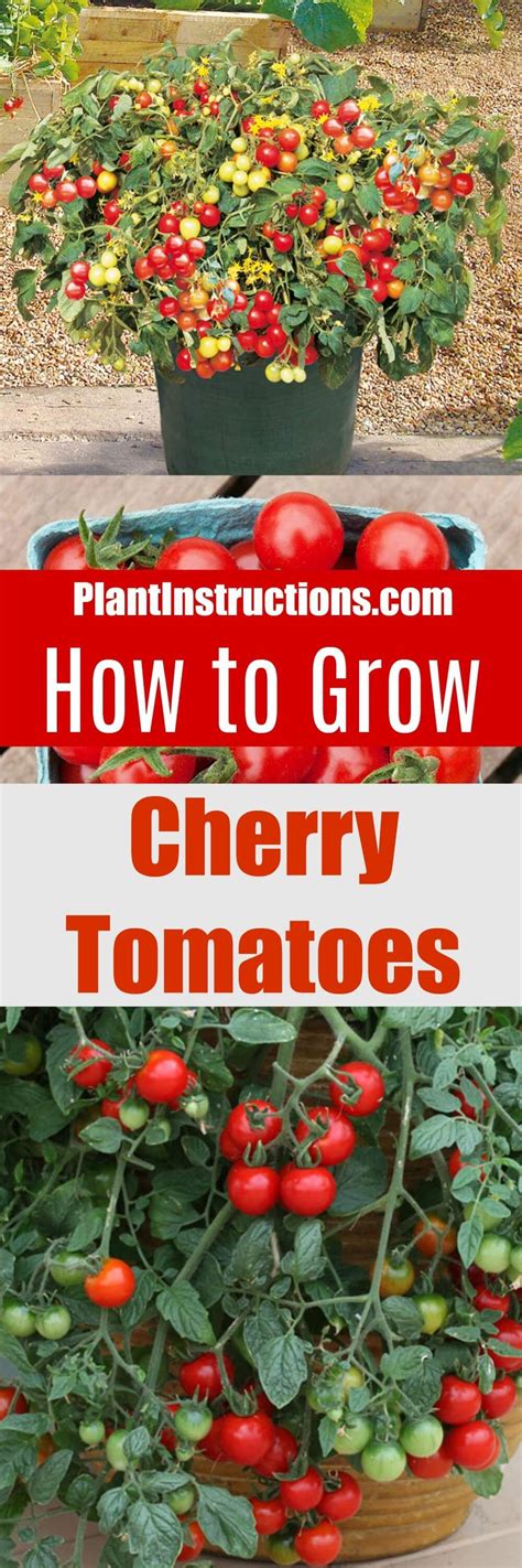 How To Grow Cherry Tomatoes Growing Cherry Tomatoes Growing Tomatoes