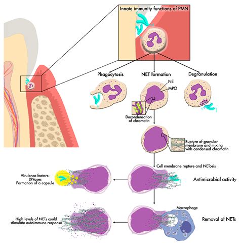 Cells Free Full Text Neutrophil Extracellular Traps In Periodontitis