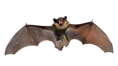 Bat PNG Transparent Images, Pictures, Photos | PNG Arts png image