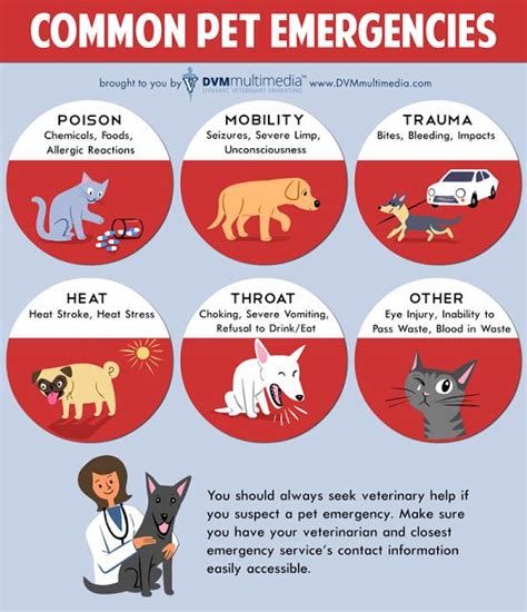 Pet First Aid Tips Great Falls Animal Hospital