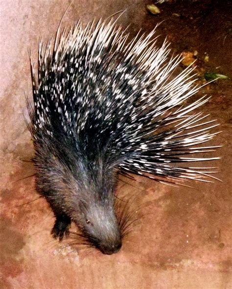 Indian Crested Porcupine Wikipedia