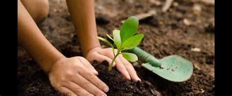 Discovering the True Meaning of Life: Planting Trees for Future Generations