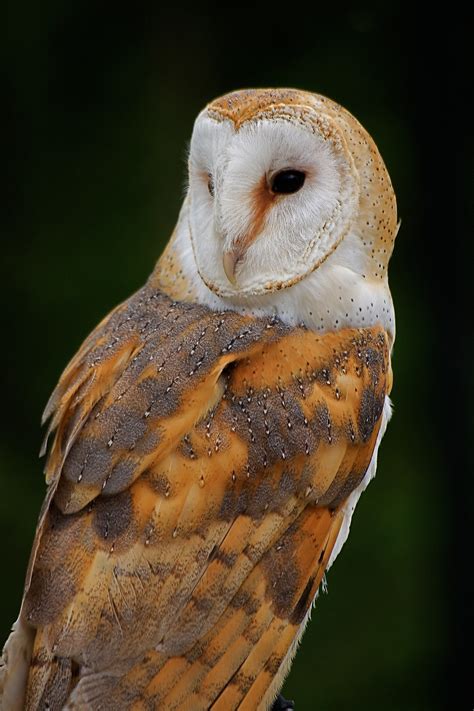 Barn Owl Flickr