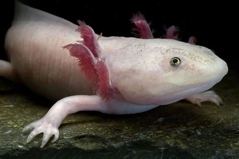 Axolotl Mexican Salamander Ambystoma Mexicanum Photos Prints