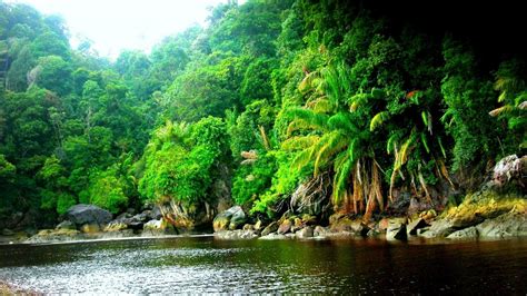 black hd resolution rainforest river amazon 1080p jungle hd wallpaper