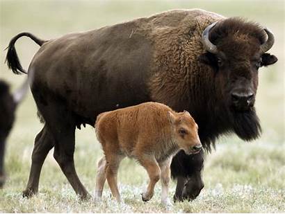 Bison American Mammal Desktop Calf Personality Lumbering