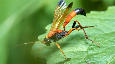 Parasitic Wasps Natures Pest Control