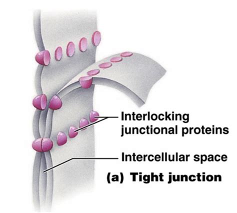 What Are Microvilli Tight Junctions Desmosomes And Gap Junctions