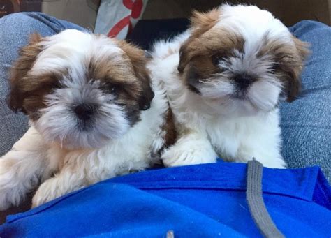 Shih Tzu Puppies For Sale Detroit Mi 271590 Petzlover