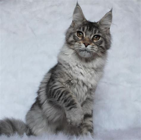 With a lovely balance between independence and attention. Maine Coon Cat For Sale Nc - Baby Kitten Pics