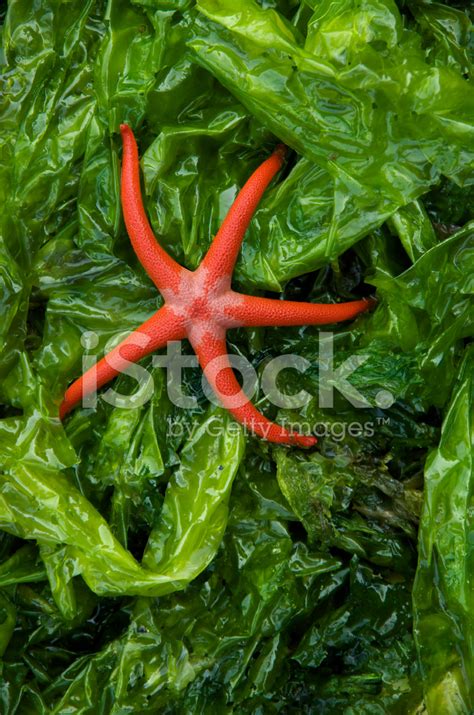 Orange Starfish On Bright Green Seaweed Stock Photo Royalty Free