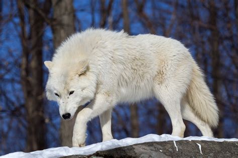 White Arctic Wolf In Snow Fine Art Wildlife Photo Print Photos By