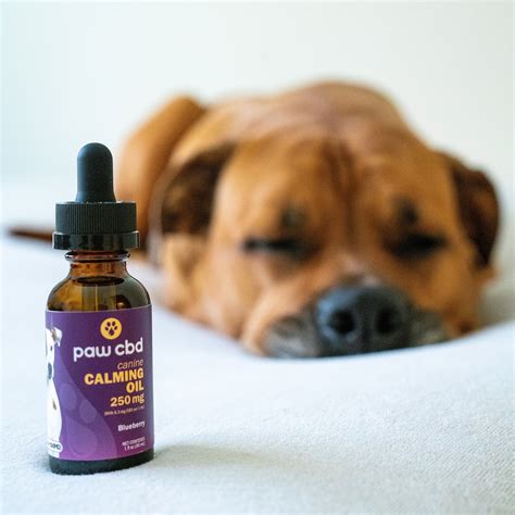 Cbd Calming Oil For Dogs Blueberry 2 Levels Georgetown Hemp
