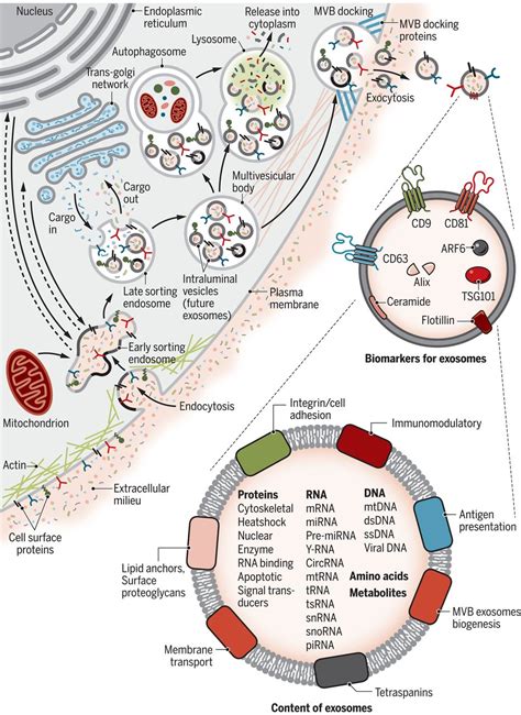 The Biology Function And Biomedical Applications Of Exosomes Science