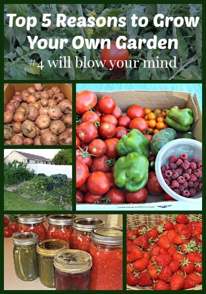 An independent documentary podcast series. Top Five Reasons to Plant Your Own Garden There are many reasons to plant your own garden, and ...