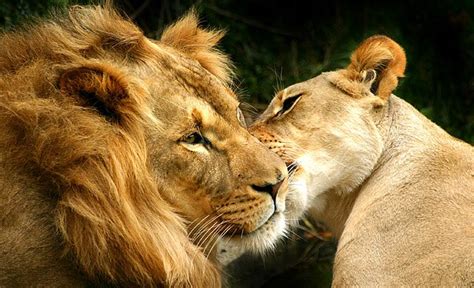 Lion And Lioness Wallpaper Free Hd Backgrounds Images Pictures
