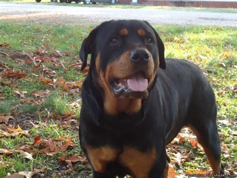 We do not sell rottweiler pups on a first come first serve basis nor do we just allow customers to select any rottweiler pup they choose. FULL BLOODED GERMAN ROTTWEILER PUPPIES for Sale in ...