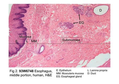 Lamina Propria Histology Loose Connective Tissue Hist