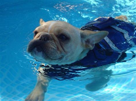 The price of this item reflects the time it takes us to make it. Ollie swimming | French bulldog, Bulldog, Frenchie