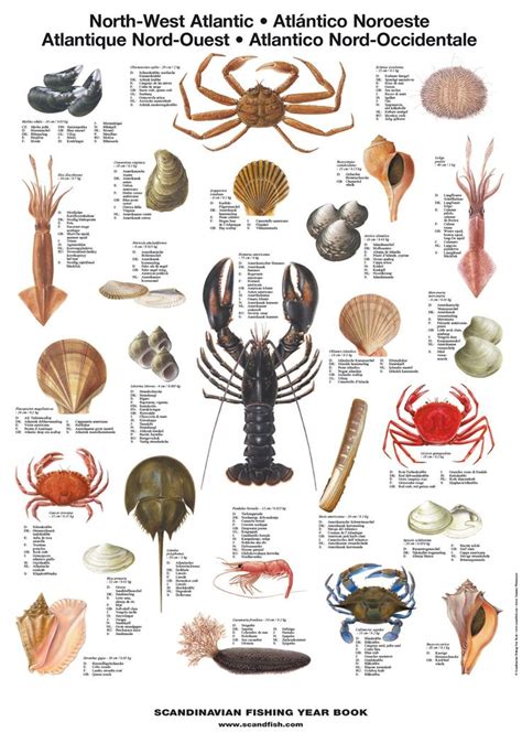 North West Atlantic Shellfish Poster Unique Chart Illustration