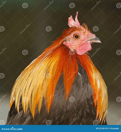 Cock Head Stock Photo Image