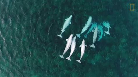 Take A Moment To Watch Up To 800 Beluga Whales Migrating To The Arctic